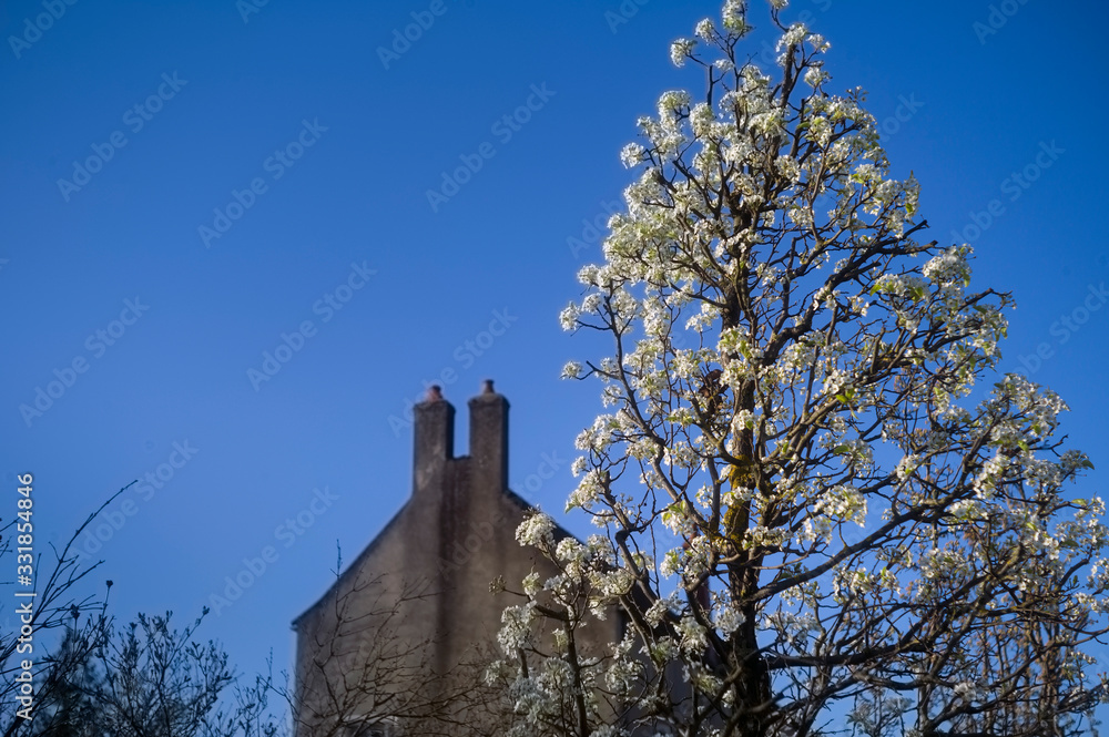 Blooming tree against the old house
