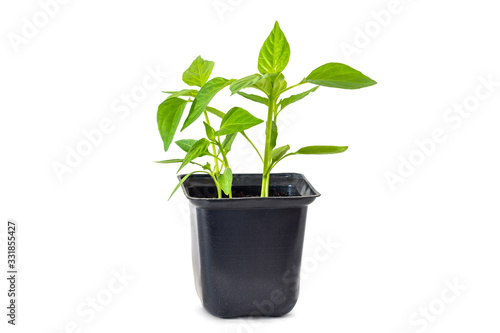 Pepper sprouts, green plants grows in pot on white background