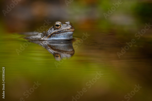 European common brown frog, Rana temporaria, natural environment, wildlife, close up, Europe