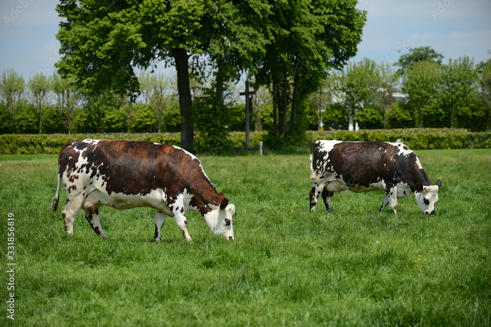 Vache race normandes au pré