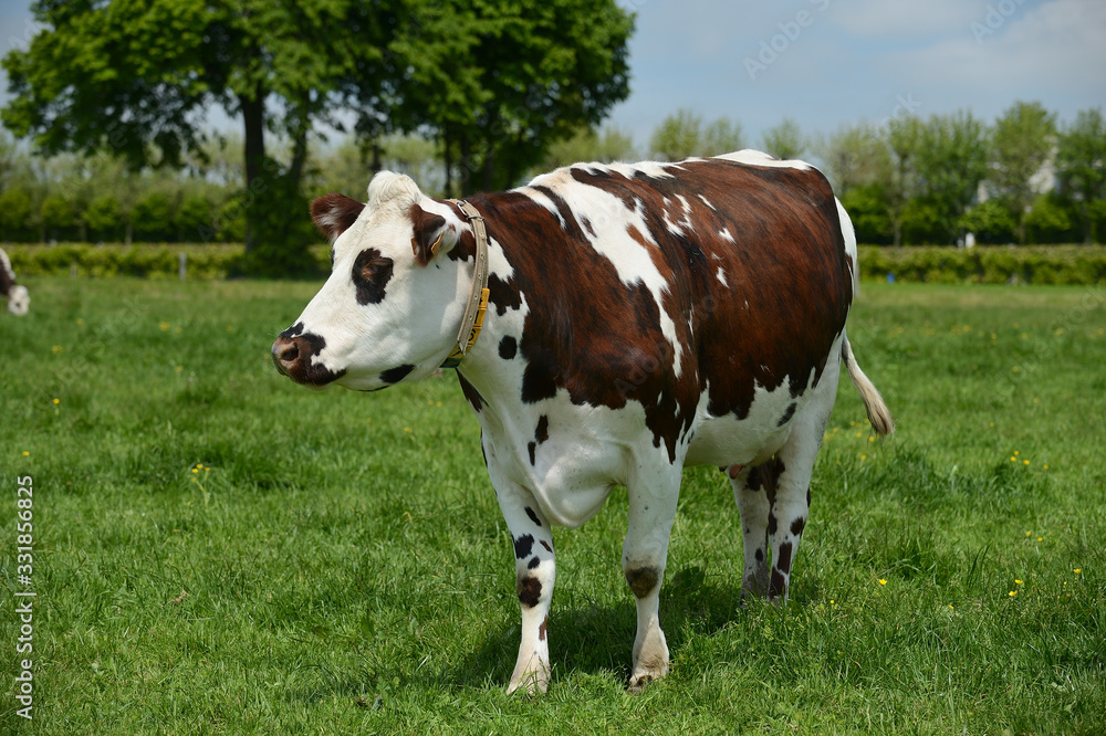 Vache race normandes au pré