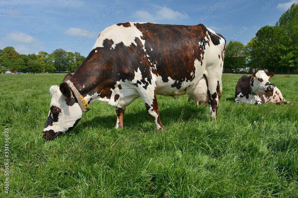 Vache race normandes au pré Stock Photo | Adobe Stock