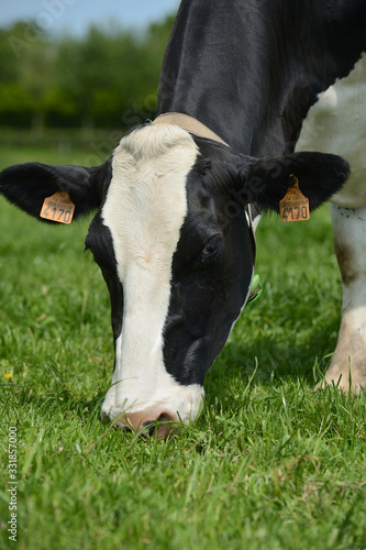 Troupeau vaches prim Holstein