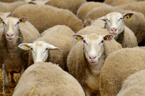 Brebis et agneaux dans une bergerie. Agneaux de boucherie
