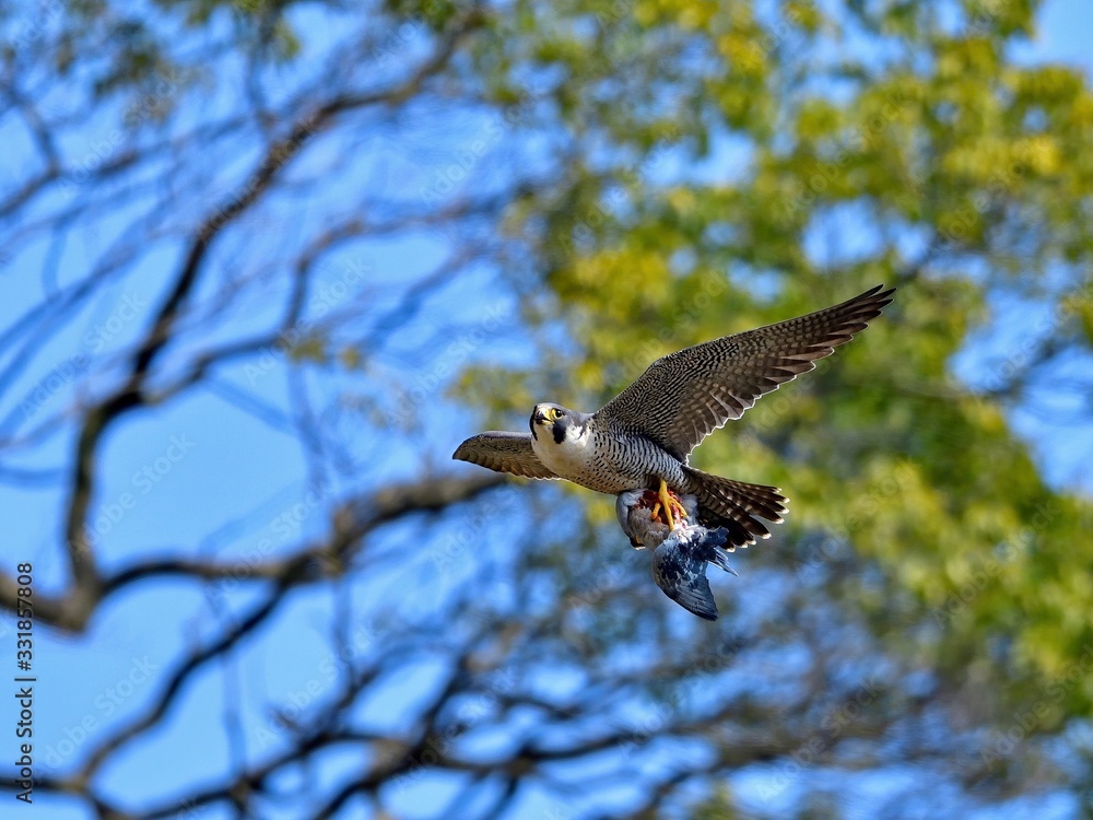 Fototapeta premium 食べかけの鳩を持って飛ぶ繁殖期のハヤブサ