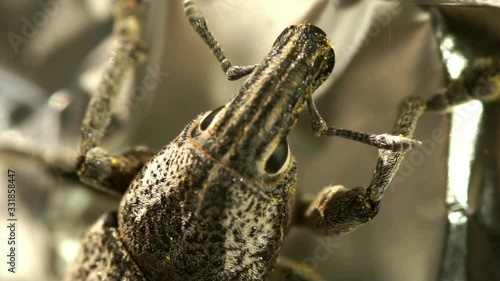 beetle bedbug weevil field,macro photo