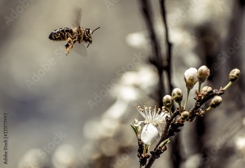 Bees in flight. Collect pollen from flowering trees © bogdan vacarciuc