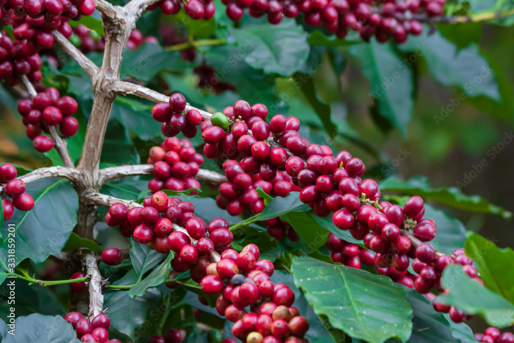 Fototapeta premium Fresh coffee beans on tree