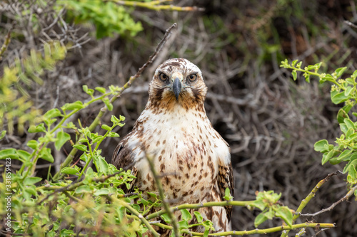 Galapagos Hawk looking towards Viewer