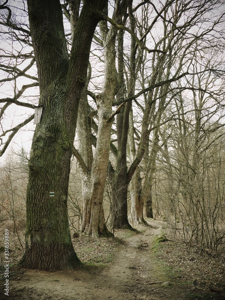 Trees on a hiking path in central Bohemia Trees on a hiking path in central Bohemia