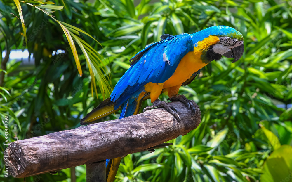Obraz premium Blue-Throated Macaw Parrot at KL Bird Park
