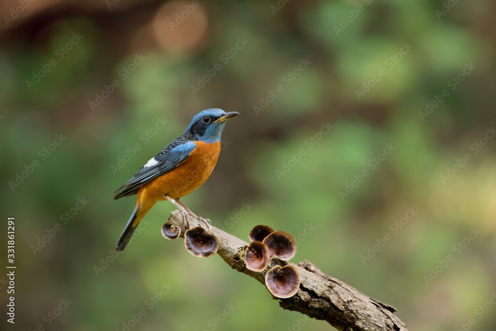 Obraz premium Blue headed Rock Thrush