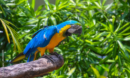 Photography Blue-Throated Macaw Parrot at KL Bird Park