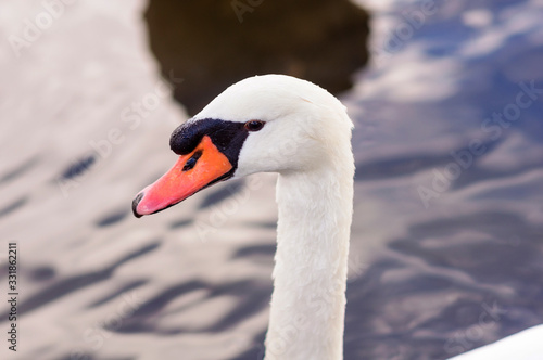 Fototapeta Naklejka Na Ścianę i Meble -  White adult swan floats on the lake, near the shore