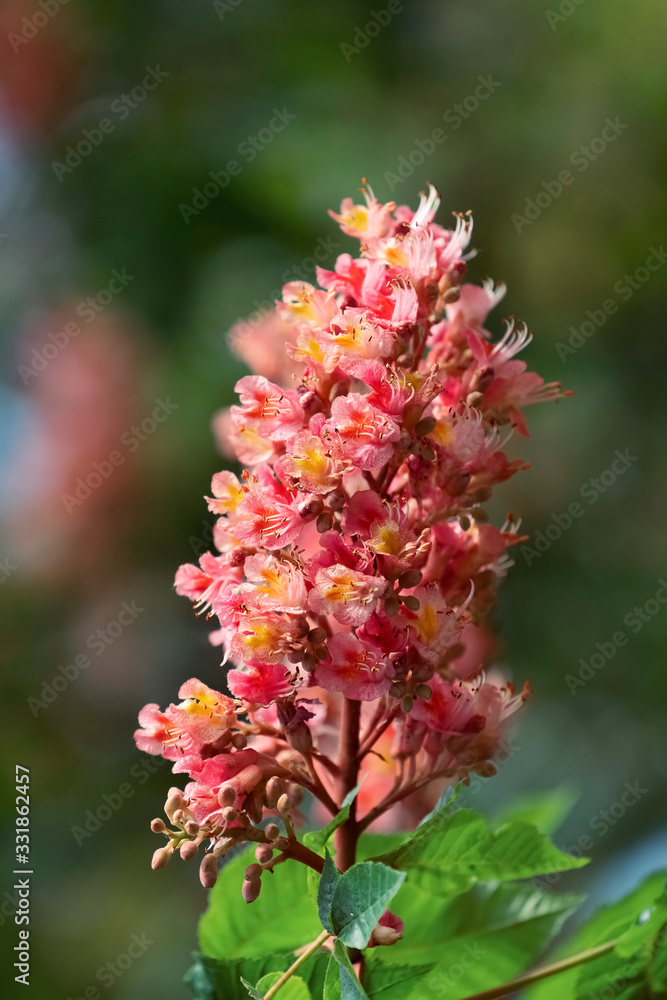 Flowering branch of red horse chestnut (Aesculus × carnea). Blossoming pink horse chestnuts. Selective focus. Flowering branch of red horse chestnut (Aesculus × carnea). Blossoming pink horse chestnuts. Selective focus.