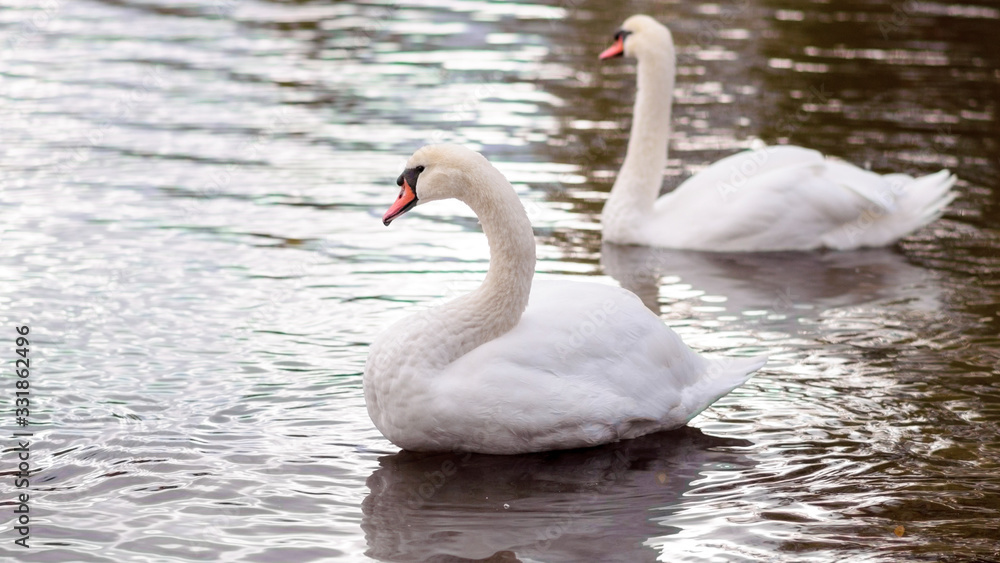 White adult swan floats on the lake, near the shore White adult swan floats on the lake, near the shore