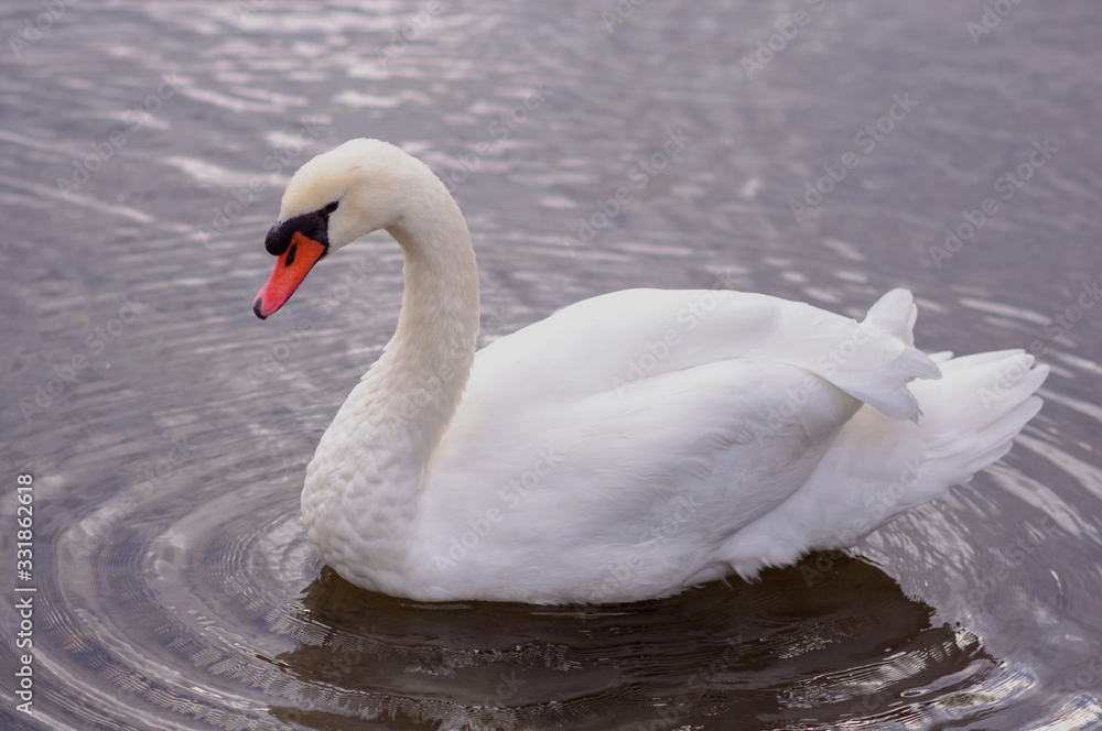 White adult swan floats on the lake, near the shore White adult swan floats on the lake, near the shore