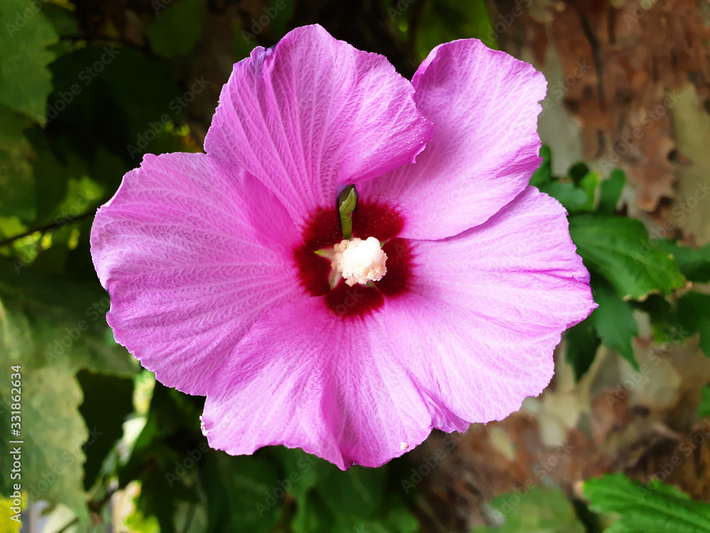Closeup of pink Alcea rosea flower. Closeup of pink Alcea rosea flower.