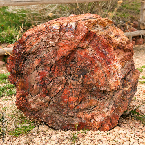 Fossilised tree trunk in Utah, USA