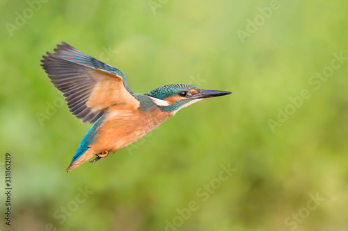 Amazing freeze frame of Kingfisher in flight (Alcedo atthis)
