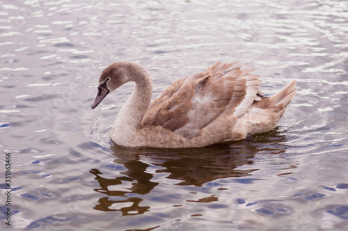 A young swan swims along the lake, near the shore
