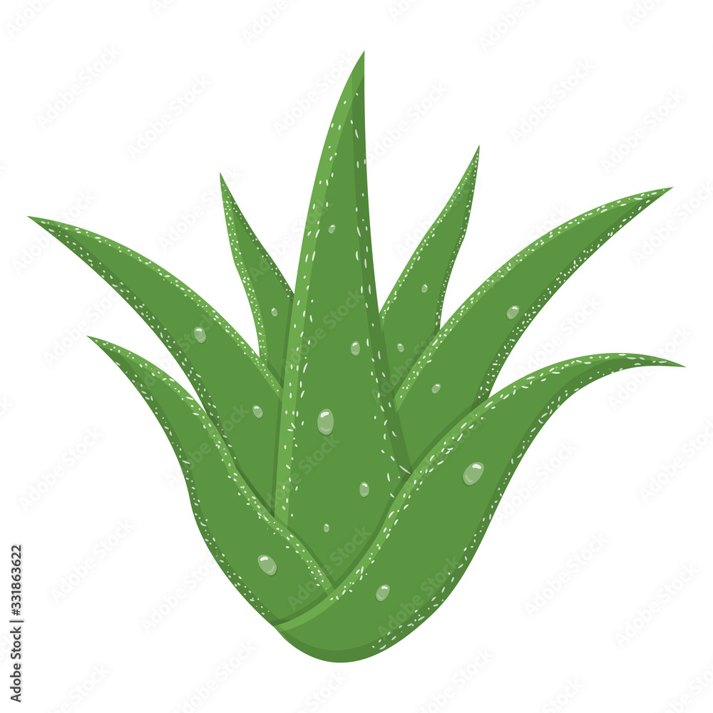 Aloe vera medicinal plant leaves isolated on white background. Cartoon style. Vector illustration for any design. Aloe vera medicinal plant leaves isolated on white background. Cartoon style. Vector illustration for any design.