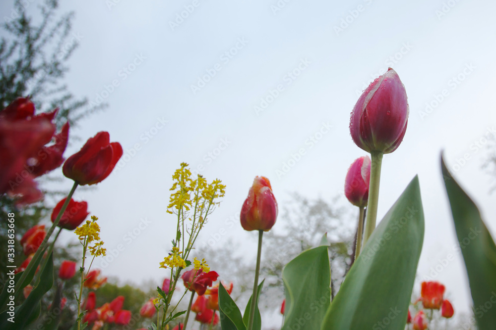 Obraz premium Red tulips after the rain