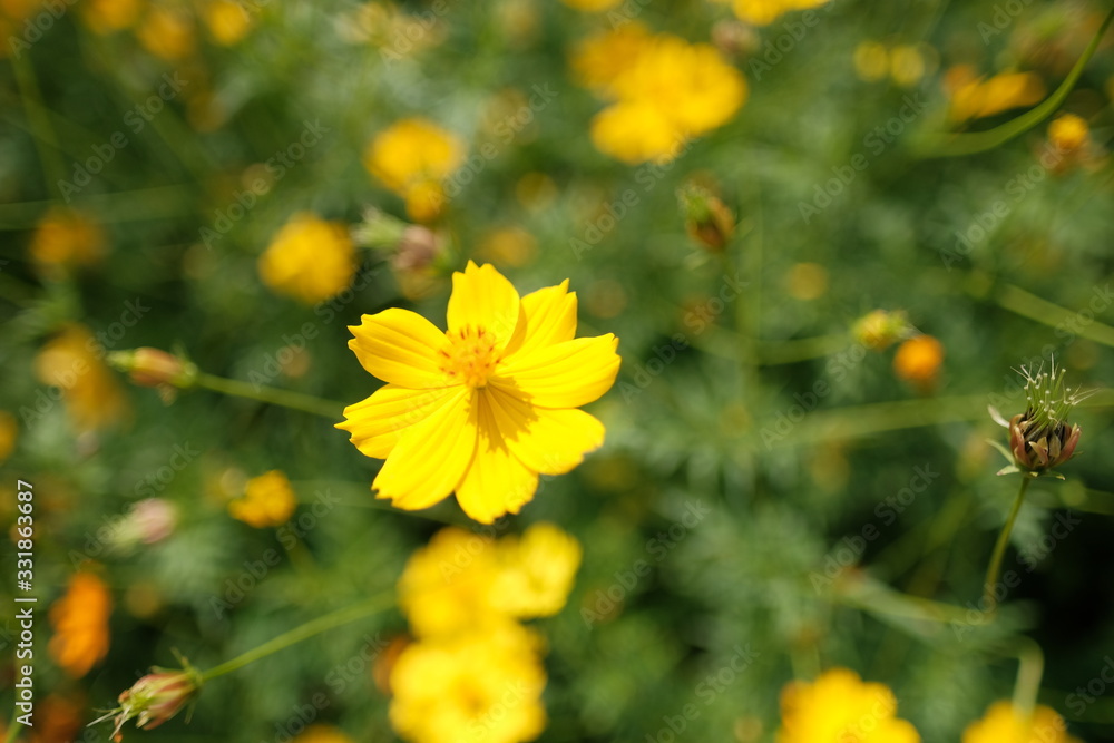 yellow flowers in the garden, yellow flowers background yellow flowers in the garden, yellow flowers background