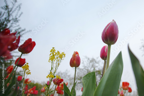 Red tulips after the rain