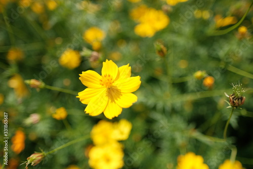 yellow flowers in the garden  yellow flowers background