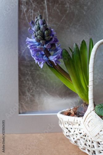 Spring flowers hyacinths seedlings in white wicker basket. Budding hyacinth flower. Copy space