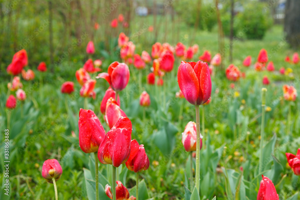 Red tulips after the rain