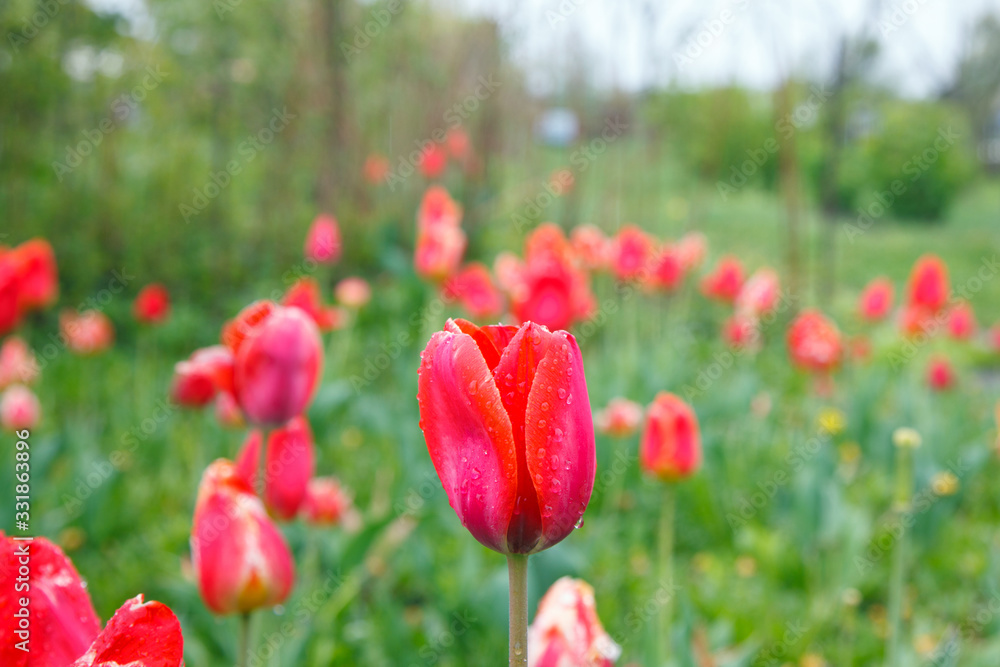 Obraz premium Red tulips after the rain