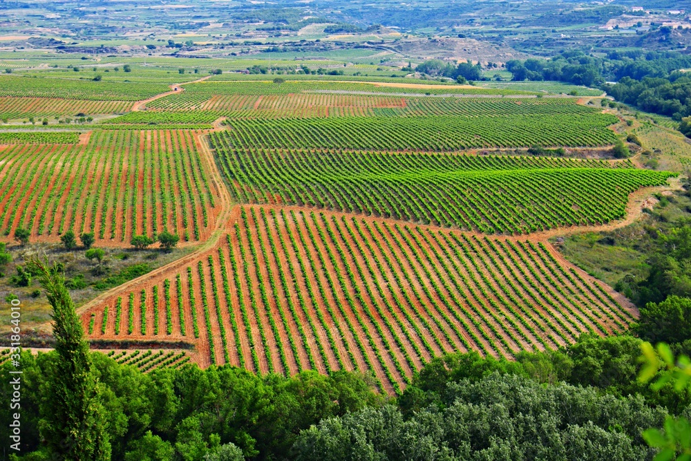 Large vineyard plantations on the hills in the Basque province in early summer