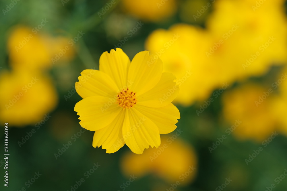 yellow flower with drops of water, yellow flowers background yellow flower with drops of water, yellow flowers background