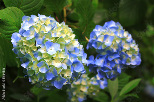 Beautiful hydrangea blooming freshly in the clear air of the morning after rain