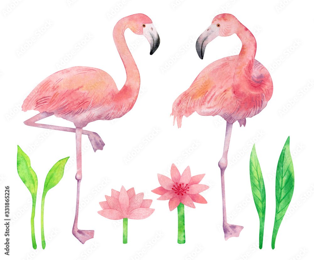 Obraz premium Watercolor set with flamingo. Beautiful pink birds, water lily and green plants isolated on white background