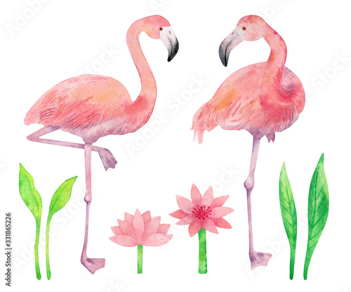 Watercolor set with flamingo. Beautiful pink birds, water lily and green plants isolated on white background © Kate K.