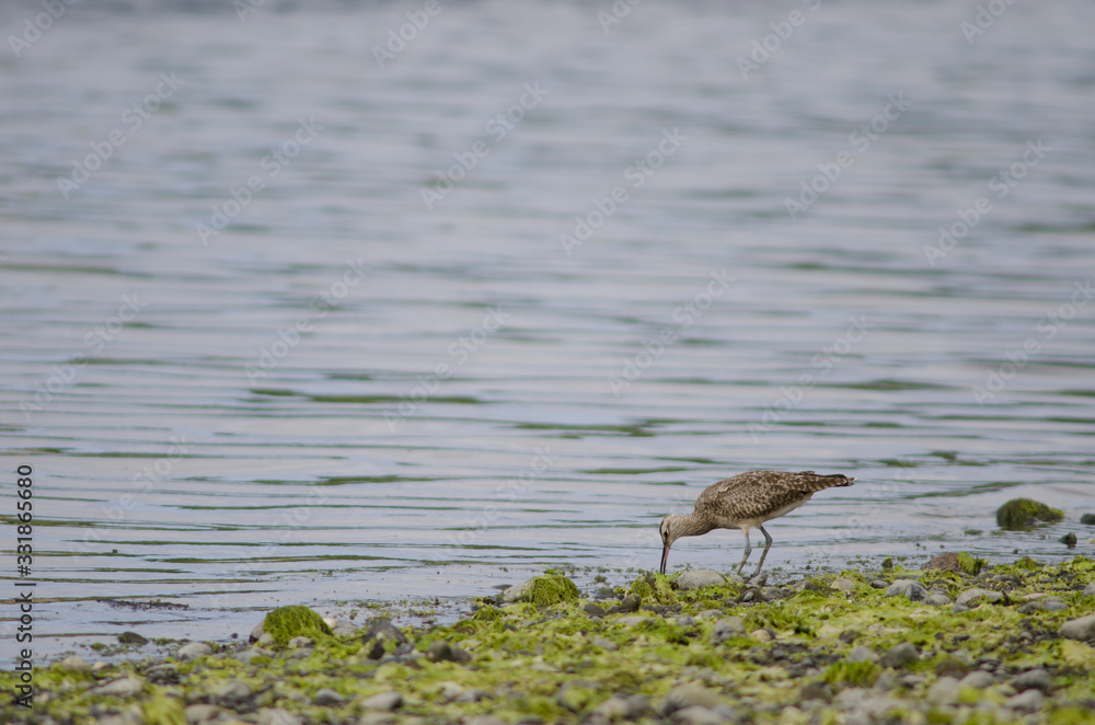 Whimbrel searching for food in the coast. Whimbrel searching for food in the coast.