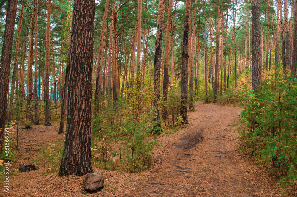 Obraz premium path in the autumn forest
