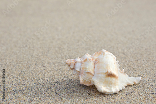 beautiful one Hexaplex trunculus seashell on the sand.space for your text.