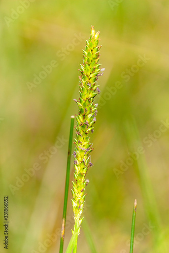 Grass flower of Bangladesh