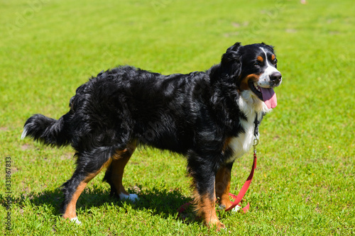 Portrait of large luxurious well-groomed dog Berner Sennenhund, standing in profile on field of green spring grass on sunny day