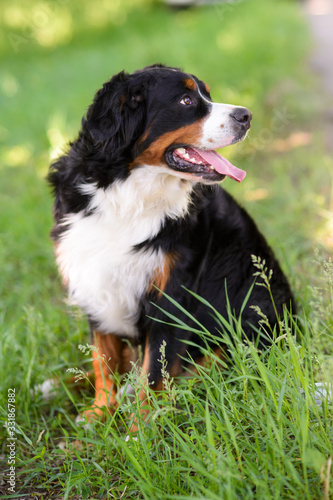 Portrait of large well-kept dog Berner Sennenhund sitting on side of lawn in green spring grass, in park © cheese78