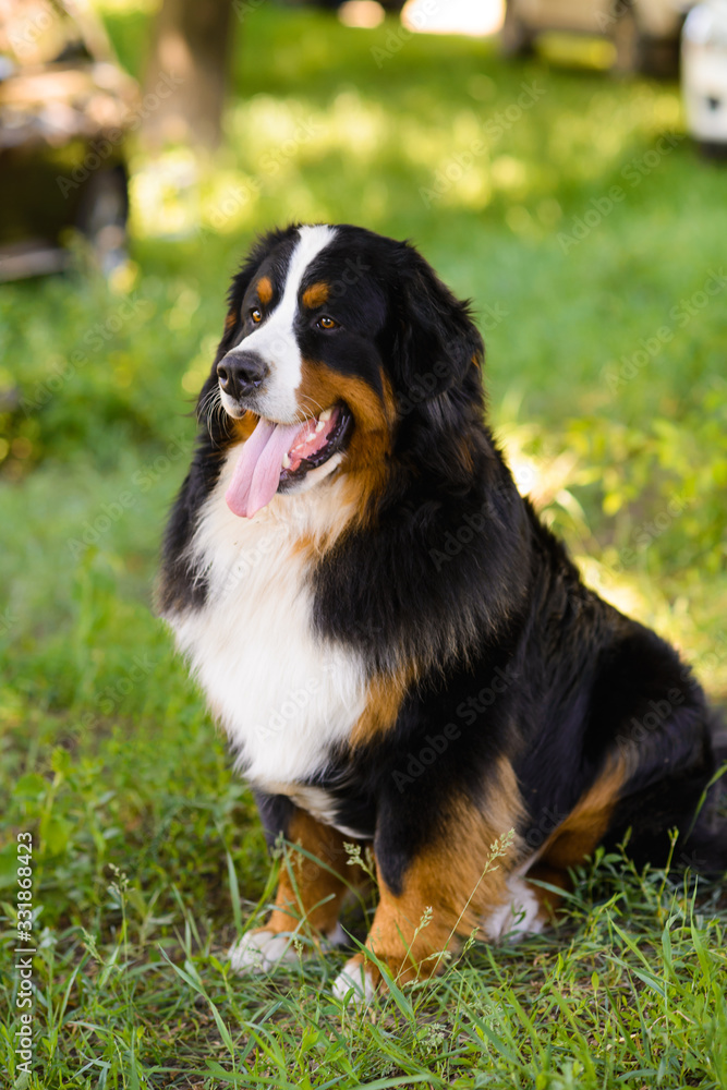 Portrait of large well-kept dog Berner Sennenhund sitting on side of lawn in green spring grass, in park