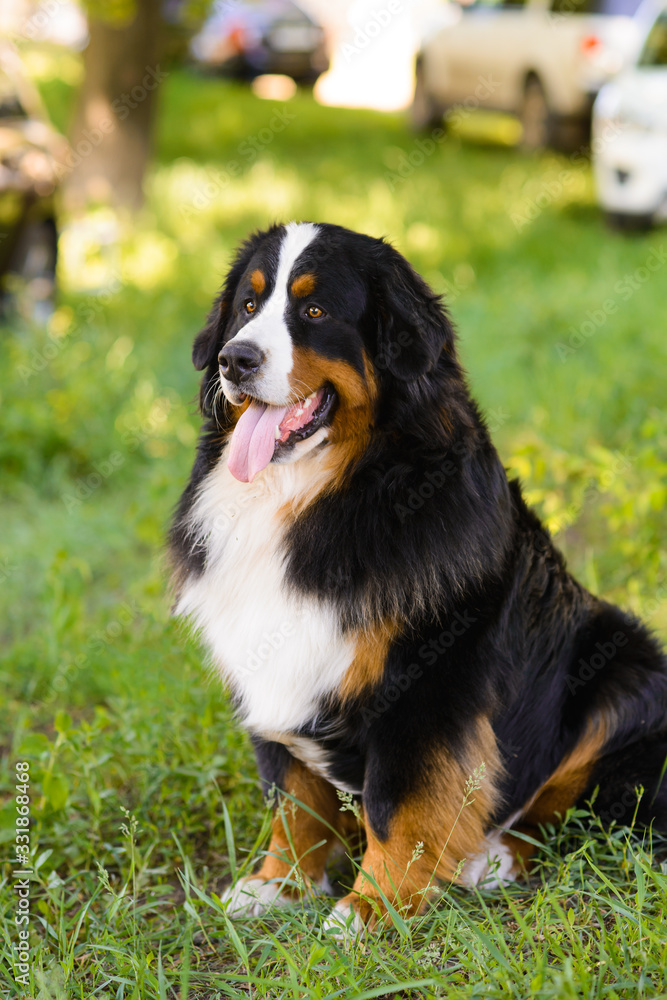 Portrait of large well-kept dog Berner Sennenhund sitting on side of lawn in green spring grass, in park