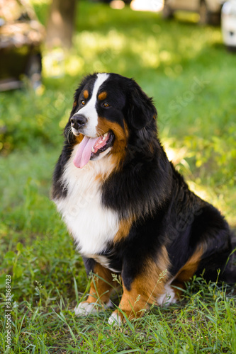 Portrait of large well-kept dog Berner Sennenhund sitting on side of lawn in green spring grass, in park © cheese78