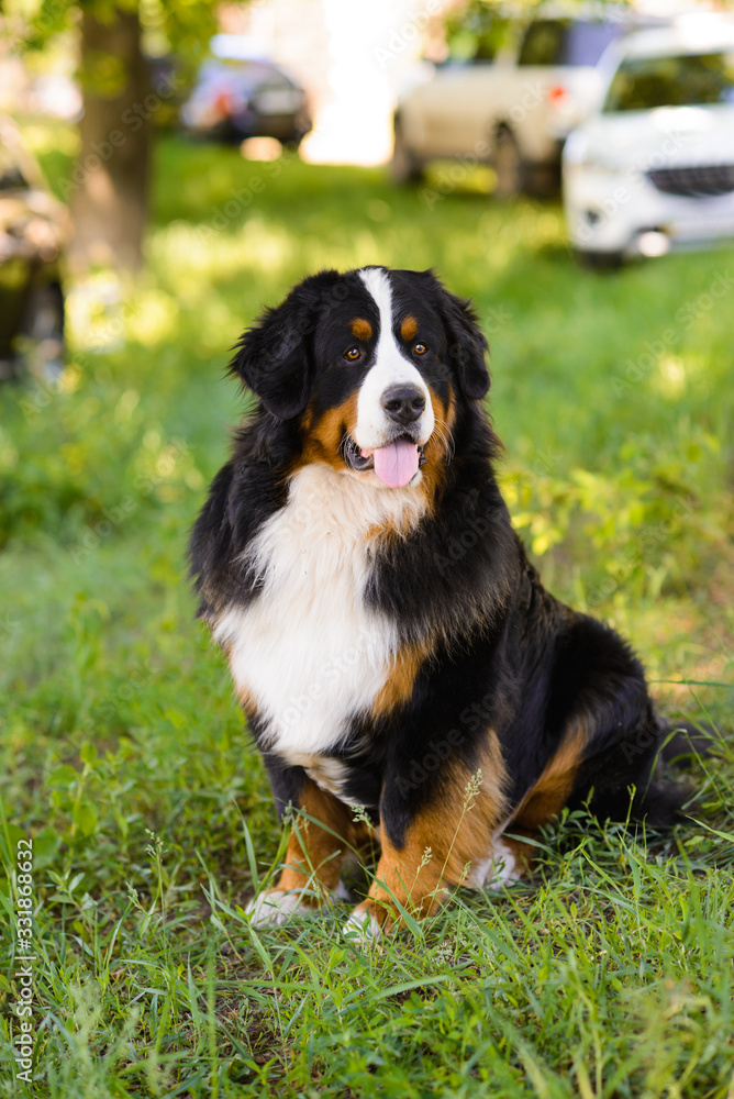 Portrait of large well-kept dog Berner Sennenhund sitting on side of lawn in green spring grass, in park Portrait of large well-kept dog Berner Sennenhund sitting on side of lawn in green spring grass, in park