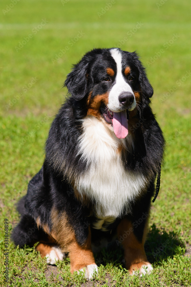 Portrait of large well-kept dog Berner Sennenhund sitting on side of lawn in green spring grass, in park Portrait of large well-kept dog Berner Sennenhund sitting on side of lawn in green spring grass, in park