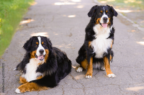 Two beautiful Berner Sennenhund, male and female on the asphalt road, one sits, the second lies